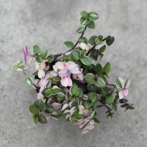 Callisia repens 'Bianca'