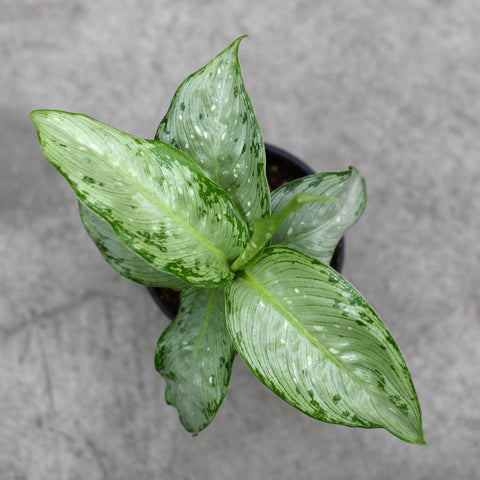 dieffenbachia maculata snow Dieffenbachia 'Snow' – Serres Lavoie