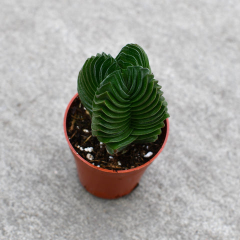 Crassula 'Buddha's Temple'