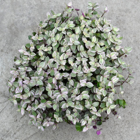 Callisia repens 'Pink lady'