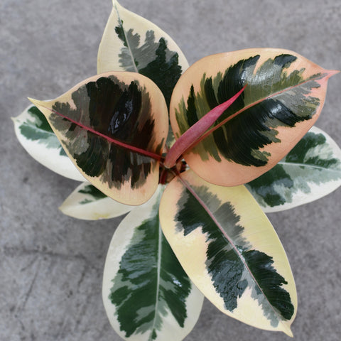 Ficus elastica 'Tineke'