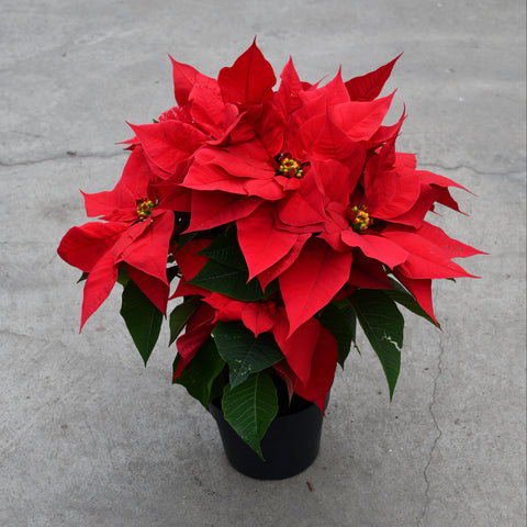 Red poinsettia (Euphorbia pulcherrima)