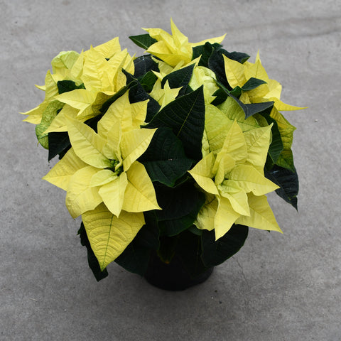 Poinsettia Lemon glow (Euphorbia pulcherrima)