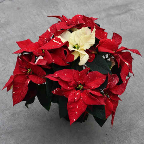 Poinsettia Red glitter (Euphorbia pulcherrima)