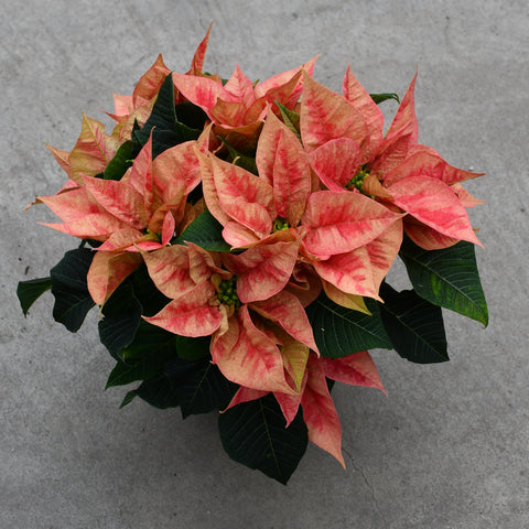 Ice crystal poinsettia (Euphorbia pulcherrima)