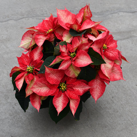 Poinsettia Beauty Prince (Euphorbia pulcherrima)