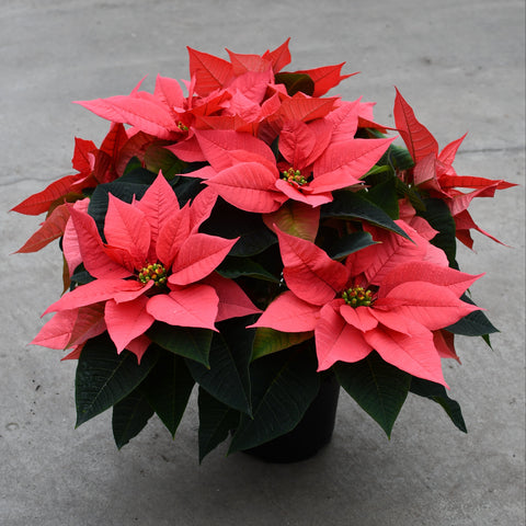 Pink poinsettia (Euphorbia pulcherrima)