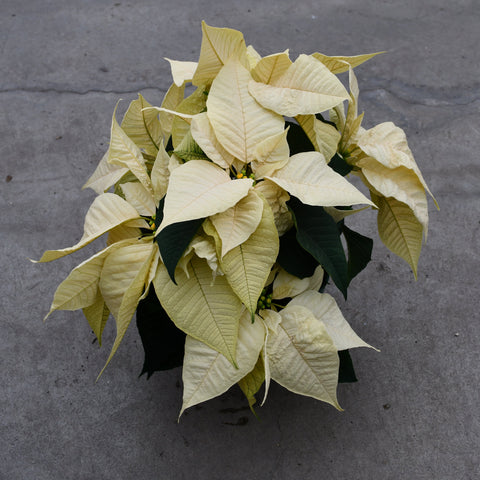 White poinsettia (Euphorbia pulcherrima)