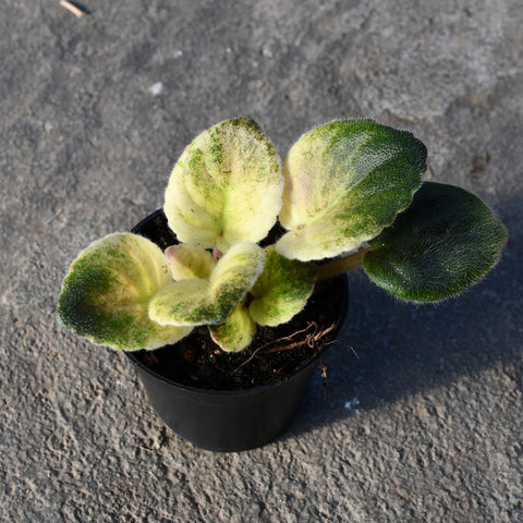 Saintpaulia (violette africaine) 'RS Kationia'