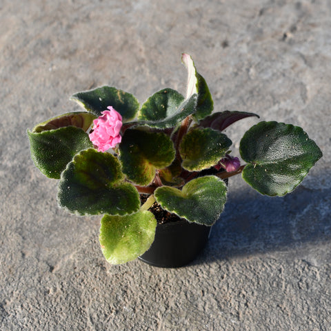 Saintpaulia (violette africaine) 'RS Fluttering Moths'