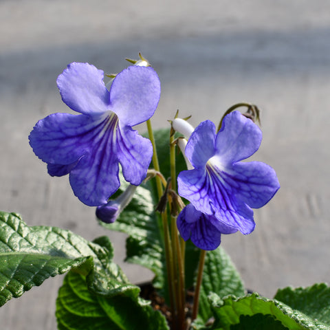 Streptocarpus 'Ladyslippers Blue Ice'