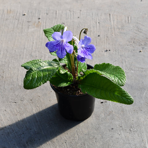 Streptocarpus 'Ladyslippers Blue Ice'