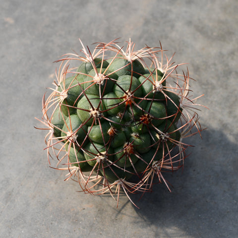Gymnocalycium saglionis