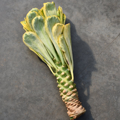 Euphorbia poissonii f. variegata