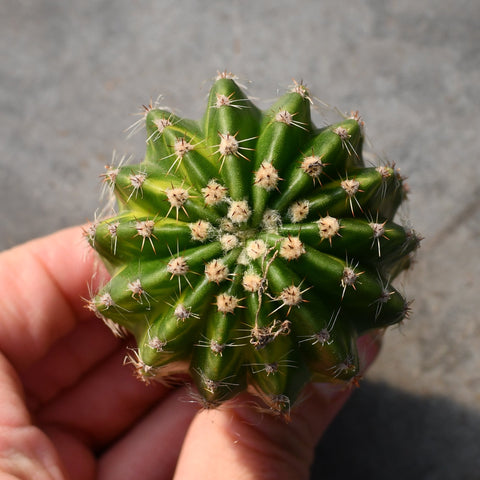 Echinopsis eyrisii variegata