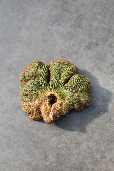 Neobuxbaumia polylopha f. cristata