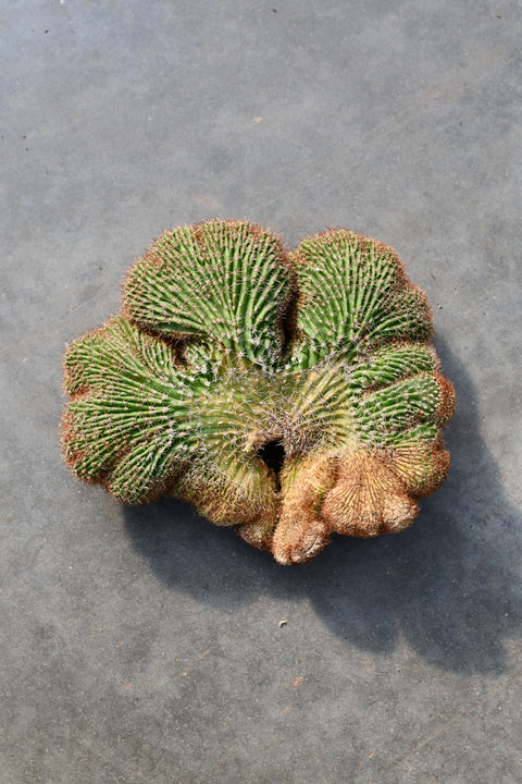 Neobuxbaumia polylopha f. cristata