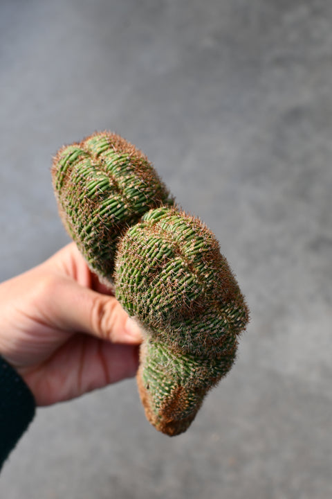 Neobuxbaumia polylopha f. cristata