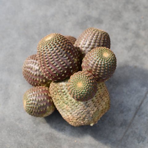 Rebutia heliosa
