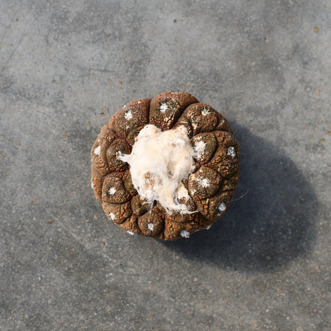 Copiapoa hypogaea 'Lizardskin'