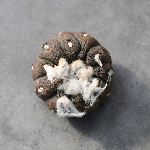 Copiapoa hypogaea 'Lizardskin'