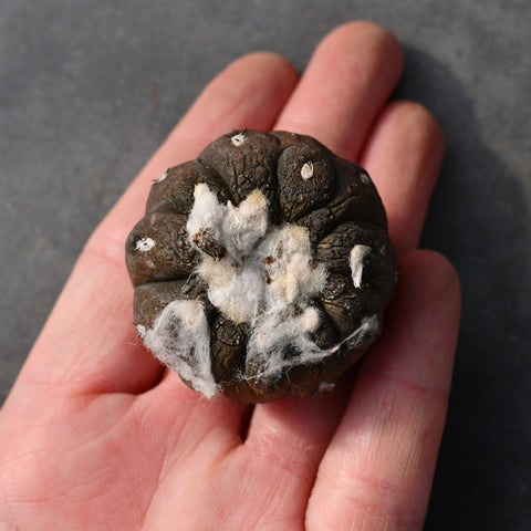 Copiapoa hypogaea 'Lizardskin'