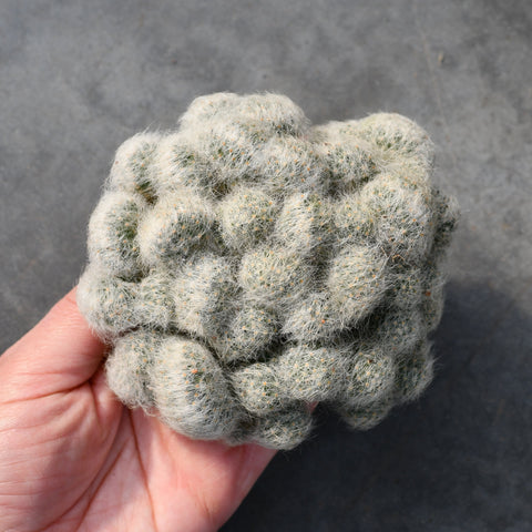 Mammillaria Baumii Cristata