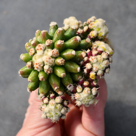 Echinocactus grusonii monstruose
