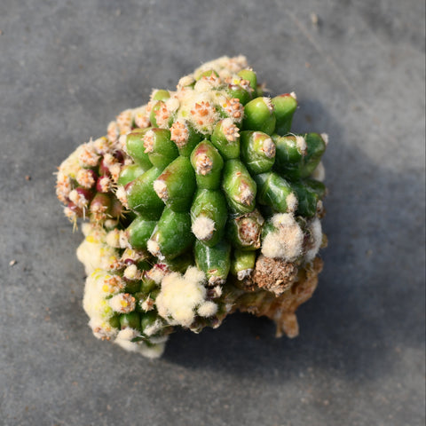 Echinocactus grusonii monstruose