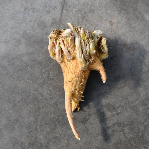 Phyllobolus resurgens