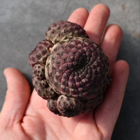 Sulcorebutia rauschii violacidermis