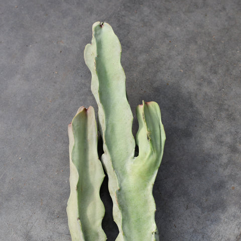 Caralluma acutangula