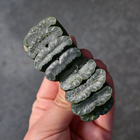 Haworthia truncata 'Fundamental'