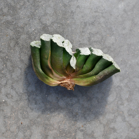 Haworthia truncata 'Fundamental'