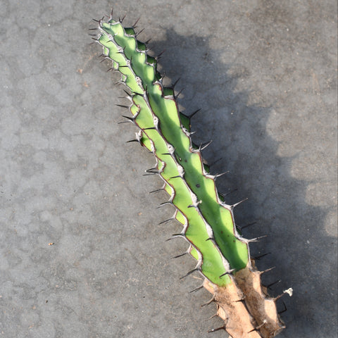 Euphorbia zoutpansbergensis