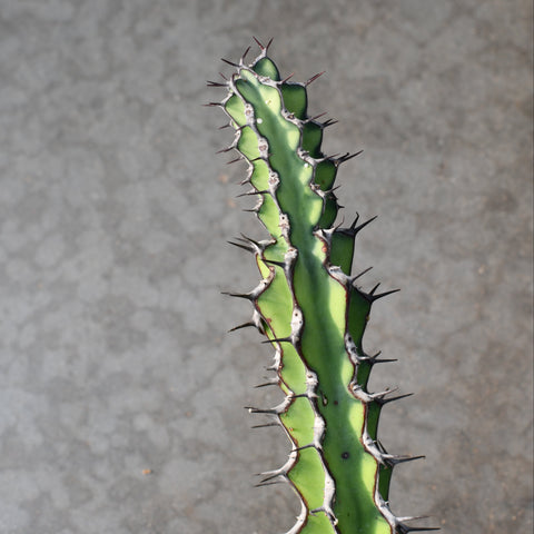 Euphorbia zoutpansbergensis