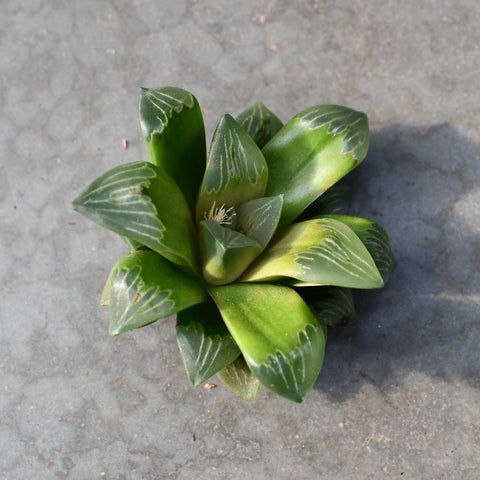 Haworthia 'Green Glass'