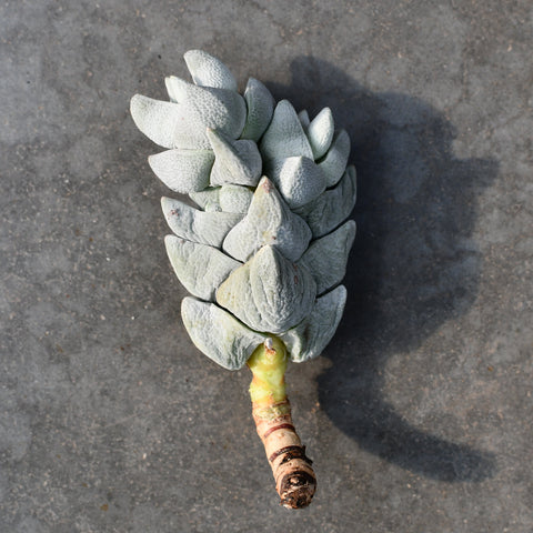 Crassula deceptor cornuta