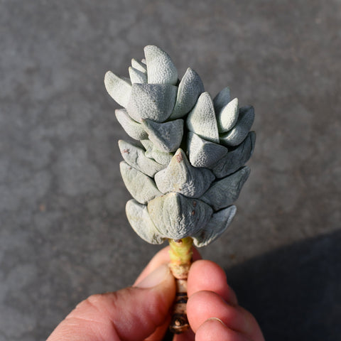 Crassula deceptor cornuta
