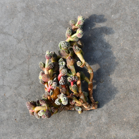 Crassula elegans subsp. Namibensis