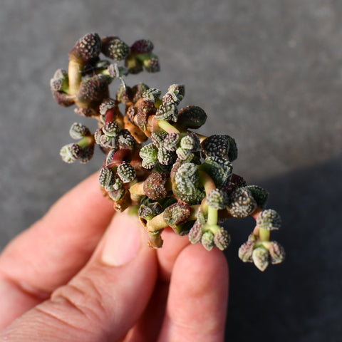 Crassula elegans subsp. Namibensis