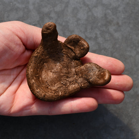 Dioscorea sylvatica