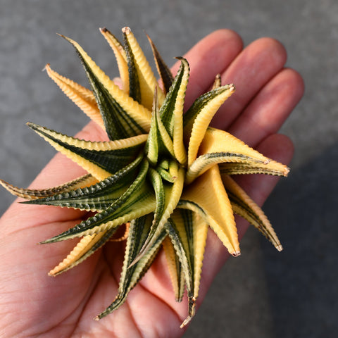 Haworthia limifolia var. Spiralis f. variegata