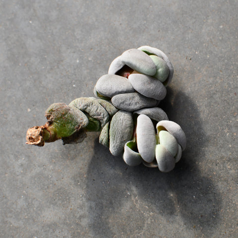 Crassula alstonii