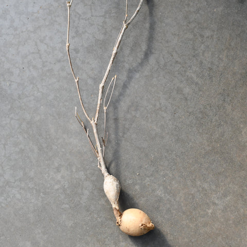 Euphorbia hedyotoides