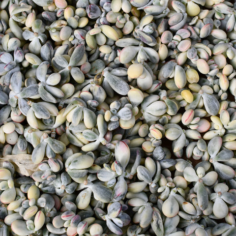 Cotyledon orbiculata 'Oophylla' variegata