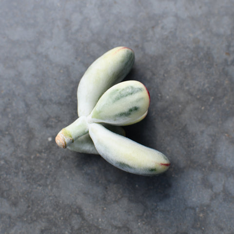 Cotyledon orbiculata 'Oophylla' variegata