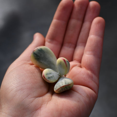 Cotyledon orbiculata 'Oophylla' variegata
