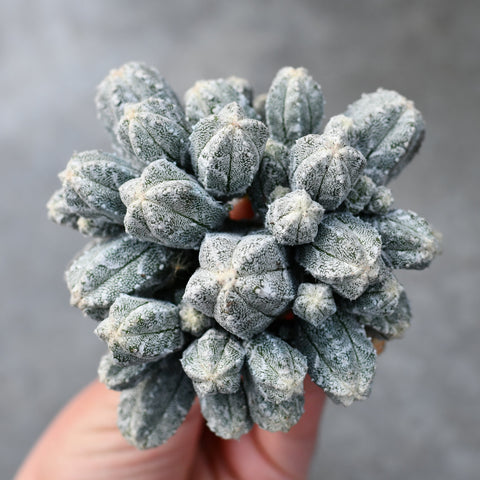 Astrophytum myriostigma cv. Huboki
