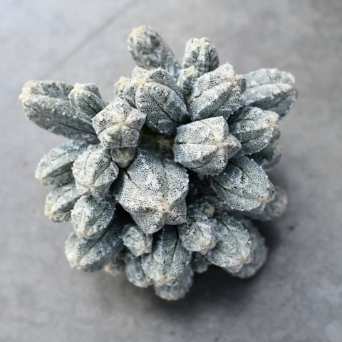 Astrophytum myriostigma cv. Huboki